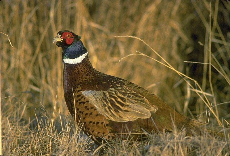 File:Ring-necked pheasant in Curlew NG.jpg