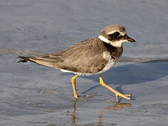 Onvolwasse ringnekstrandkiewiet op soek na kos.