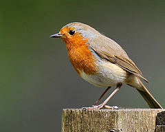 Robin (9509442456).jpg