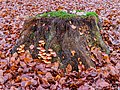 * Nomination Red sulfur heads Psilocybe sublateritia on a dead tree stump. Location: Koninklijke Houtvesterij Het Loo. --Agnes Monkelbaan 05:27, 23 January 2021 (UTC) * Promotion Good quality --Llez 05:47, 23 January 2021 (UTC)