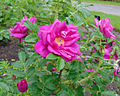 Rosa 'Rotes Meer' (rugosa hybrid).jpg