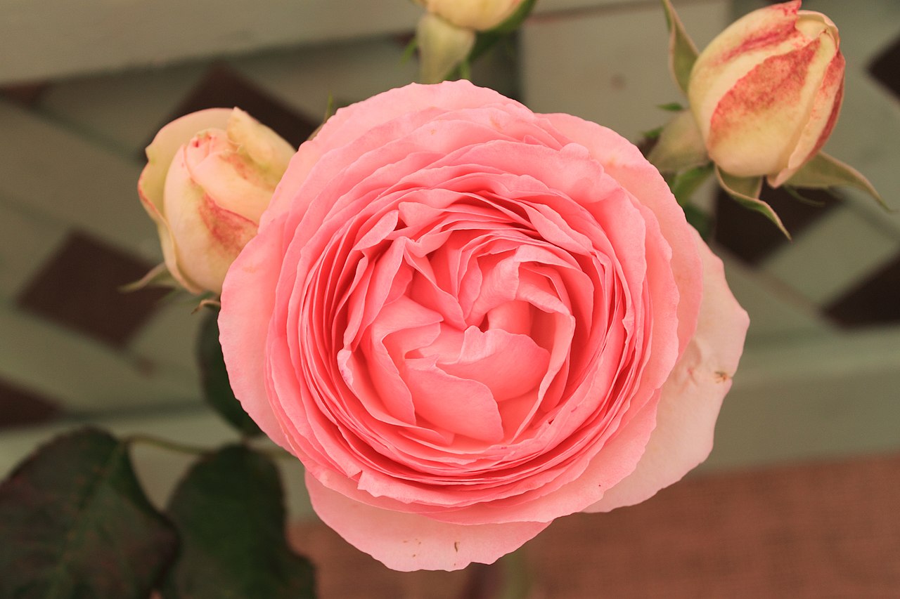 File:Rosa 'Eden'.jpg - Wikimedia Commons
