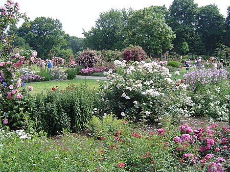 Rosarium Westfalenpark
