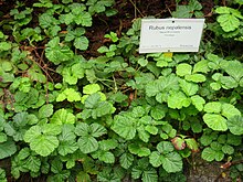 Rubus nepalensis - Берлинский ботанический сад - IMG 8740.JPG