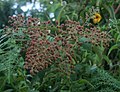 Rubus urticifolius