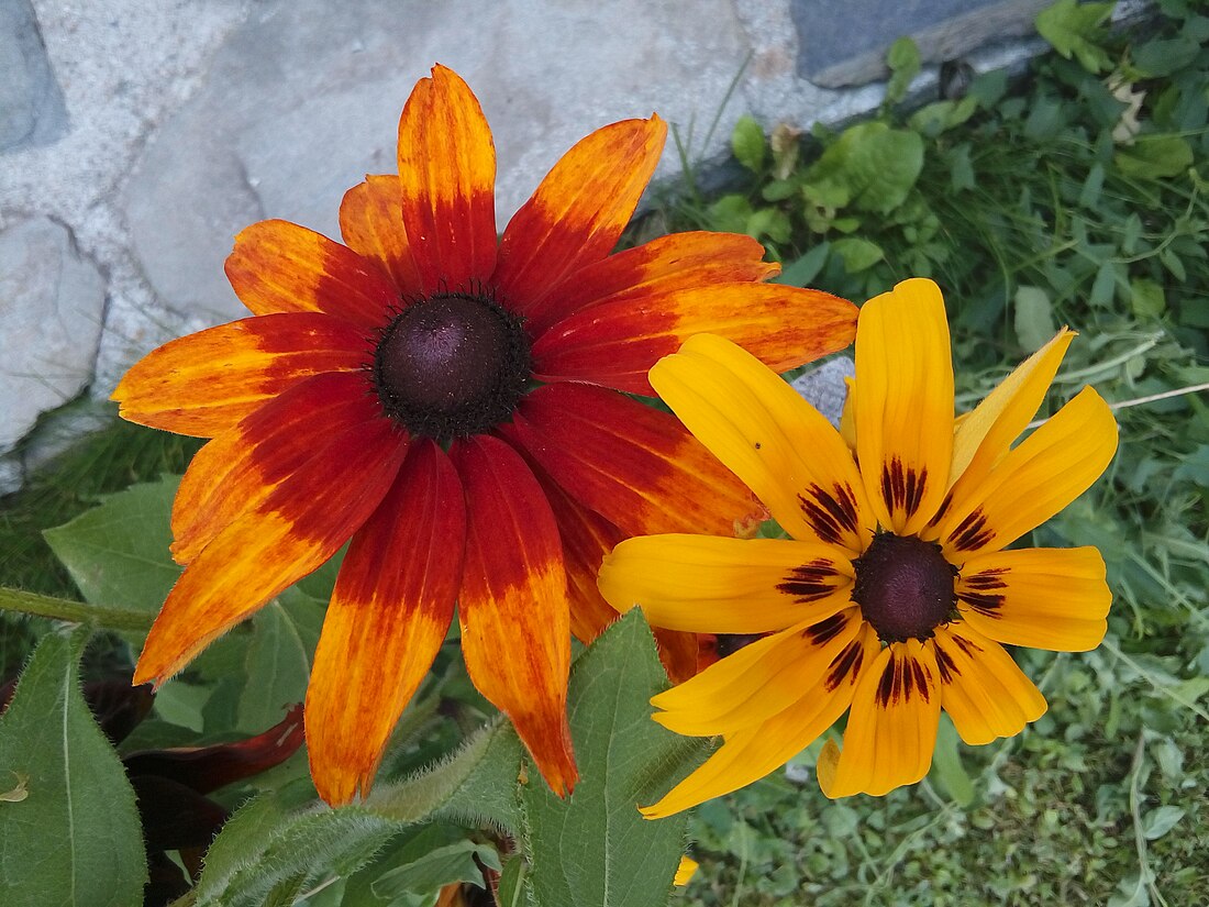 Rudbeckia hirta