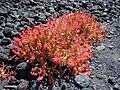 Miniatura para Rumex vesicarius