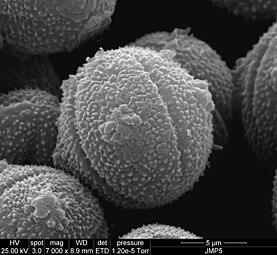 Pollen grain