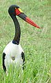 Saddle-billed Stork (Epphippiorhynchus senegalensis) female .... (32896180768).jpg