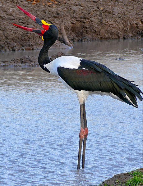 File:Saddle-billed Stork (Epphippiorhynchus senegalensis) male (32330989343).jpg