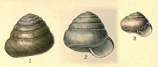 Sagdidae Family of gastropods