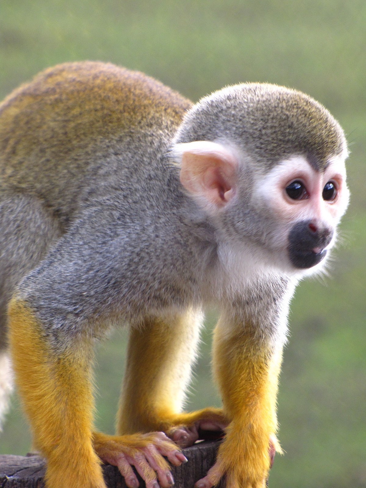 squirrel monkey habitat