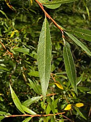 File:Salix alba 022.jpg - Wikimedia Commons