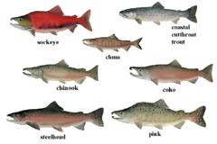 Salmon 01 transparent.png