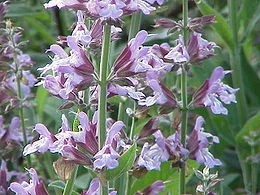 Vaistinis šalavijas (Salvia officinalis)