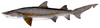 Sandtiger shark (Duane Raver).png