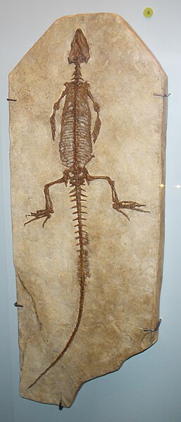 File:Sapheosaurus thiollierei.jpg