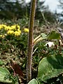 Anacortes Community Forest Lands