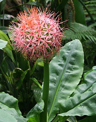 <i>Scadoxus cinnabarinus</i> Species of flowering plant