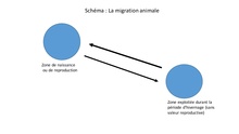 Schématisation simple des mouvements opérés lors de la migration entre les différentes zones d'habitats