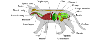 Diagram of the general anatomy of a male domestic cat Scheme cat anatomy.svg