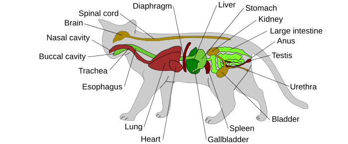 Kucing - Wikiwand