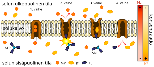 File:Scheme sodium-potassium pump-fi.svg