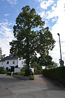 Linden tree on the lower cross