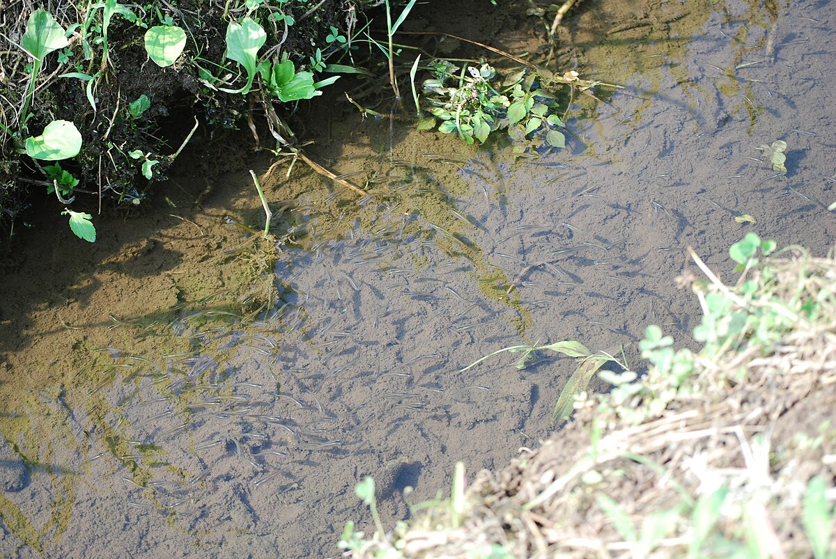 ファイル School Of Japanese Killifish Katori City Japan Jpg Wikipedia