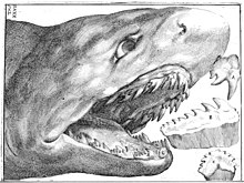 Shark teeth and glossopetrae drawn by Scilla