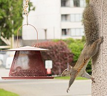 Squirrel - Wikipedia