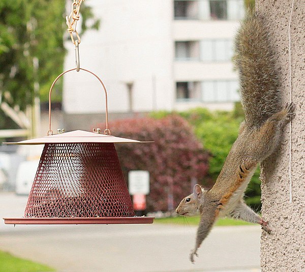 Reaching out for food on a garden bird feeder, this squirrel can rotate its hind feet, allowing it to descend a tree headfirst.