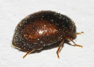<i>Scymnus abietis</i> Species of beetle