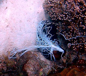 Sea Cucumber