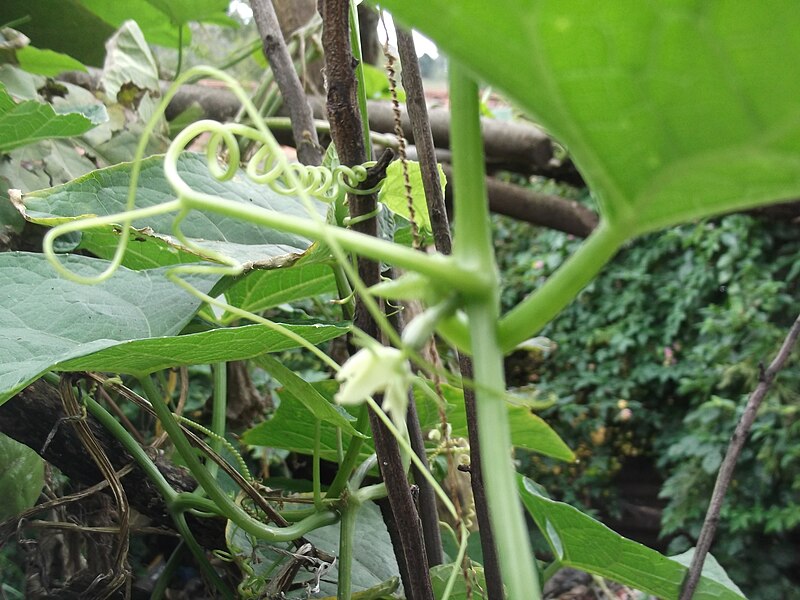 File:Sechium edule-flower-yercud-salem-India.JPG