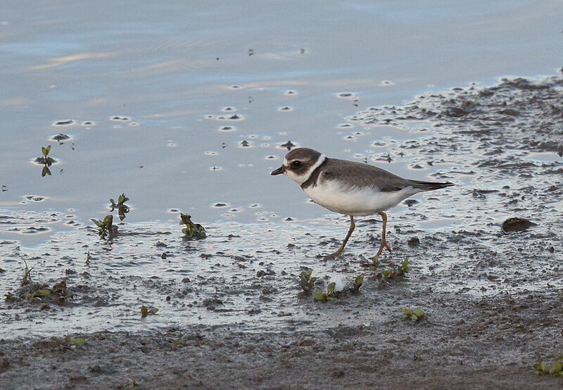 File:Semipalmated Plover (29599210373).jpg