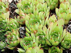 Sempervivum tectorum arvernense-2.JPG