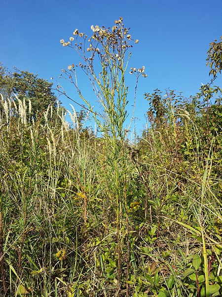 File:Senecio erucifolius sl32.jpg