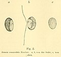 Thumbnail for Nephroselmidaceae