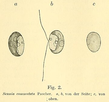 Nephroselmidaceae