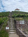 Schlossweinberg Luisenburg oberhalb vom Schloss Diesbar-Seußlitz