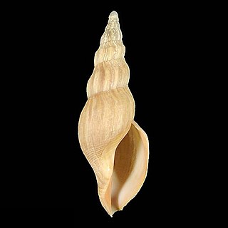 <i>Fusivoluta</i> Genus of gastropods
