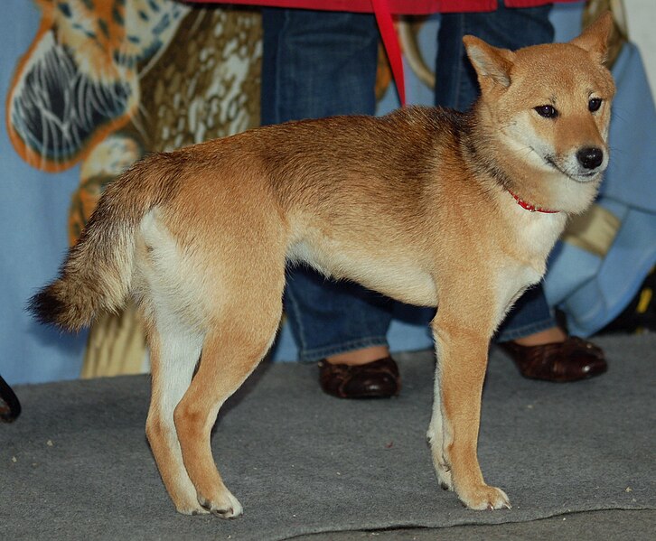 File:Shiba inu 454 ML.jpg