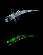 Shortnose greeneye Chlorophthalmus agassizi.jpg