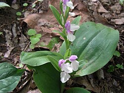 Showy orchis.JPG