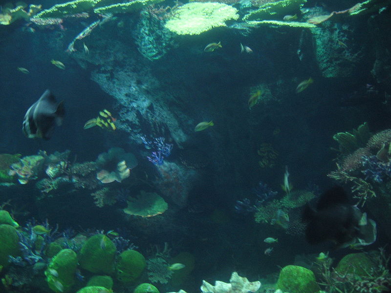 File:Siam Ocean World 12.JPG