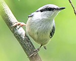 Sitta europaea ゴジュウカラ