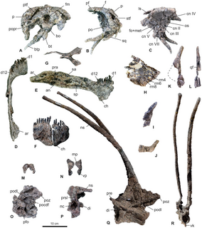 <i>Bajadasaurus</i> Genus of dicraeosaurid sauropod from the Early Cretaceous period