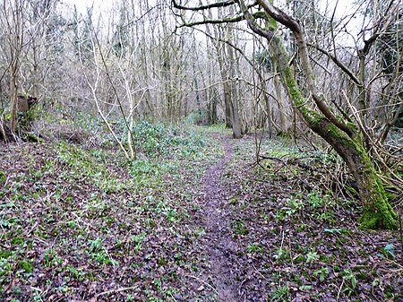 Sladden Wood 2