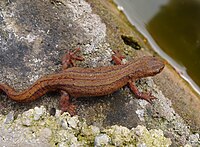 Čolek obecný (Lissotriton vulgaris)